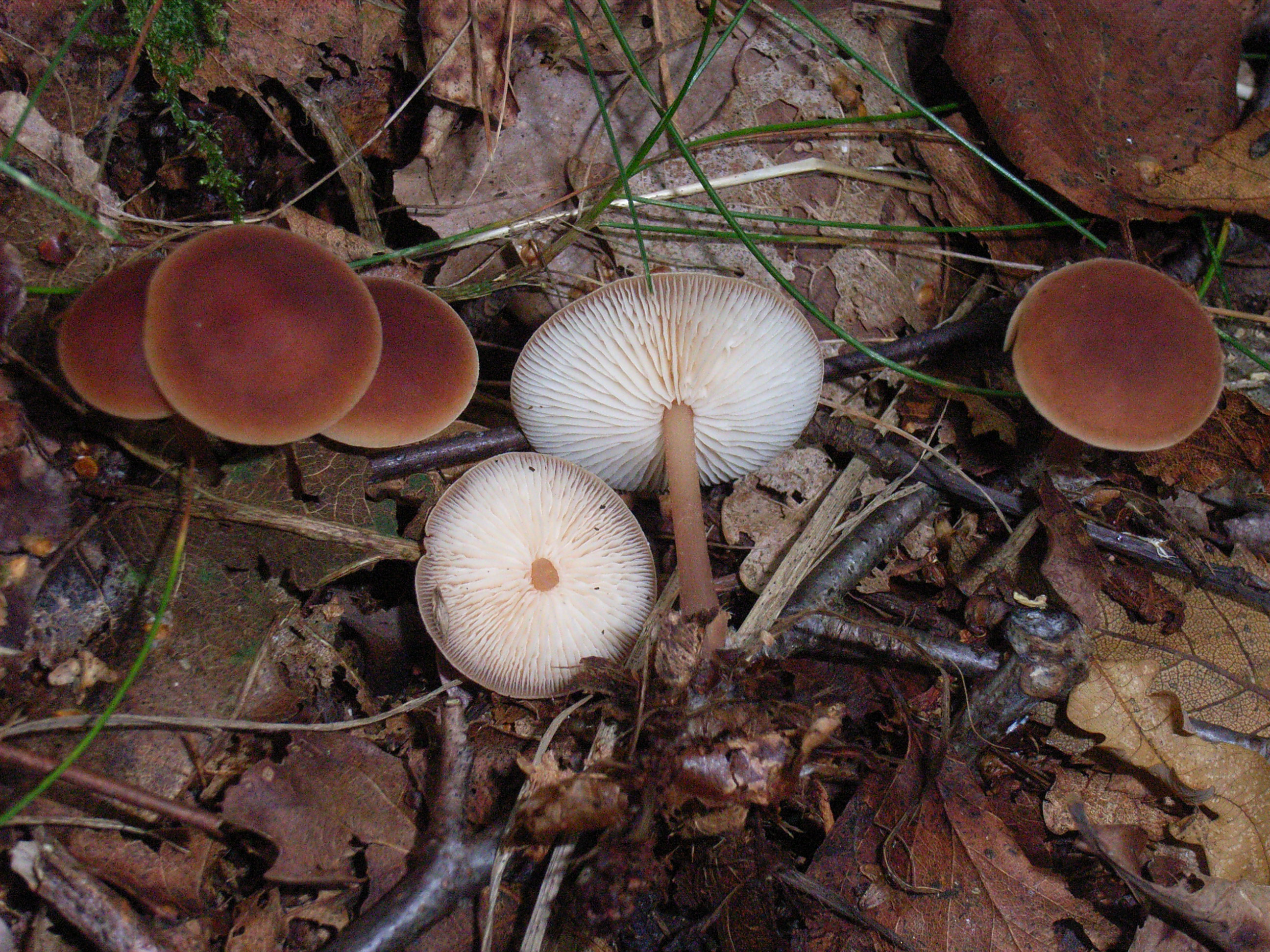 Gymnopus ocior (door Roeland Enzlin)