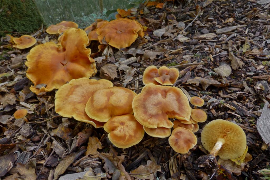 Gymnopilus penetrans (door Aldert Gutter)