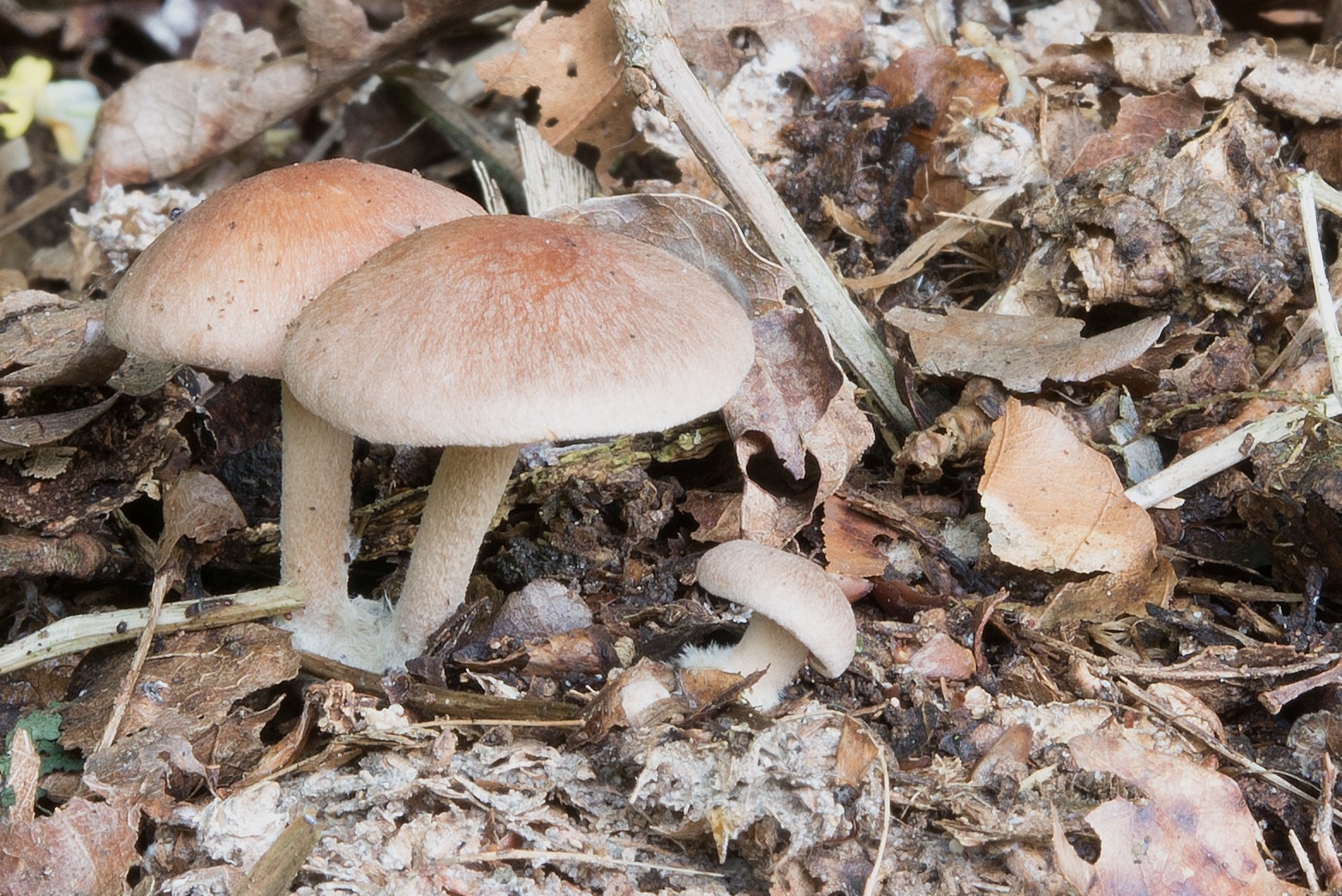 Gymnopus peronatus (door John den Daas)