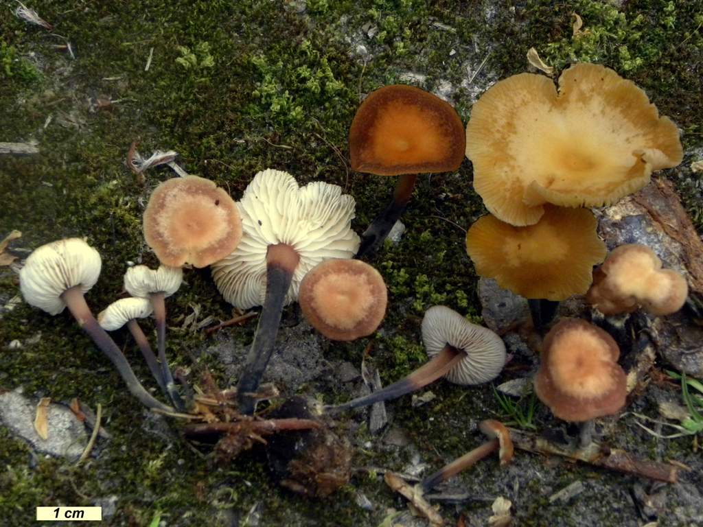 Gymnopus brassicolens (door Jaap Wisman)