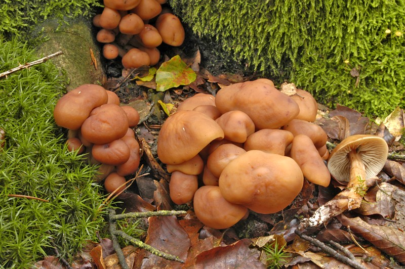 Gymnopus fusipes (door Nico Dam)