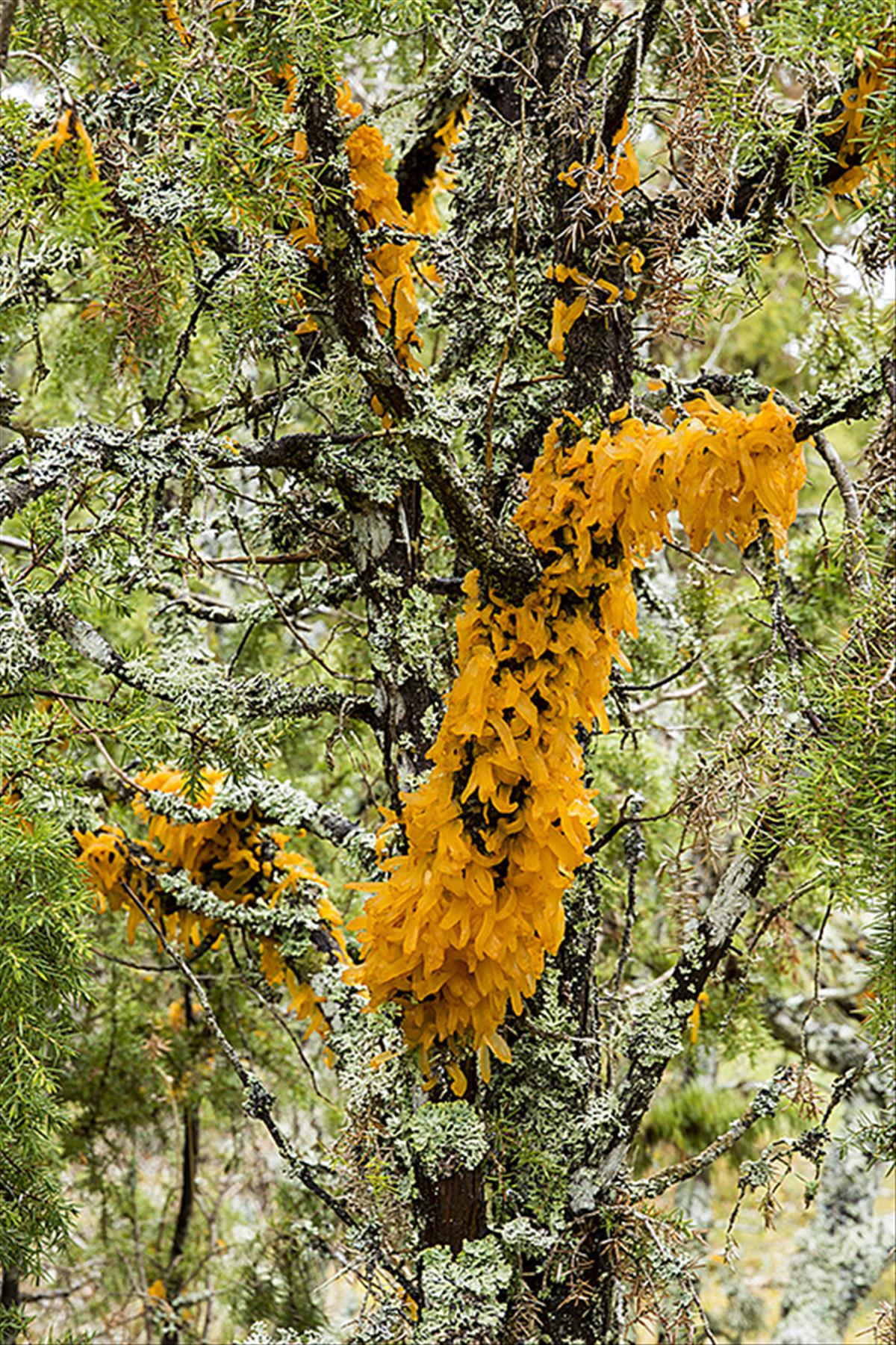 Gymnosporangium clavariiforme (door Nico Dam)