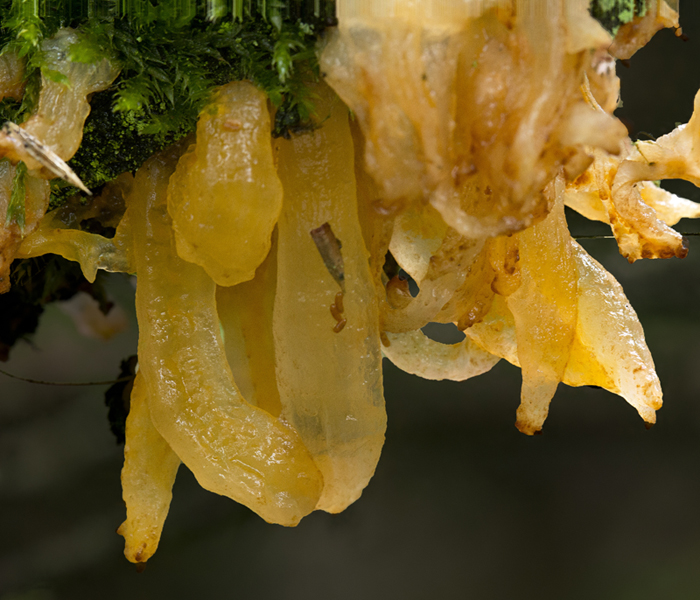 Gymnosporangium clavariiforme (door Menno Boomsluiter)