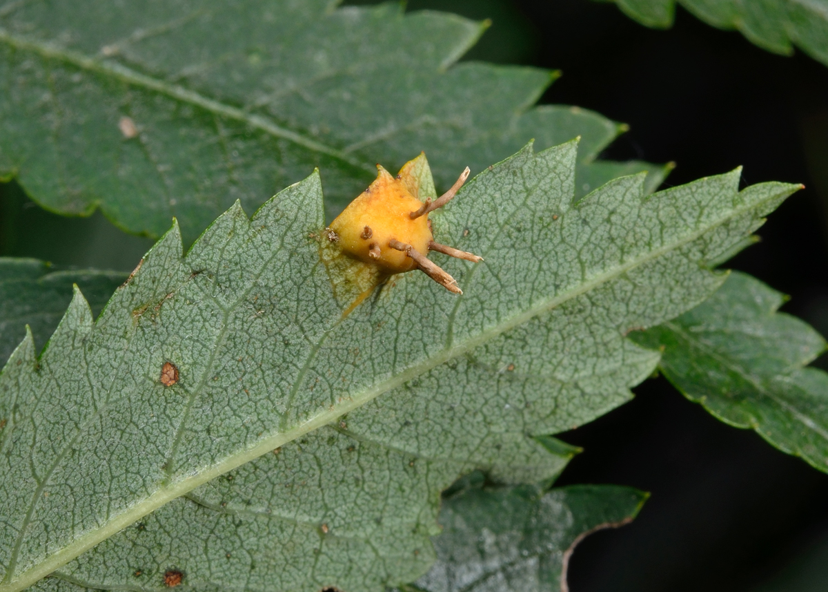 Gymnosporangium cornutum (door Ab H. Baas)