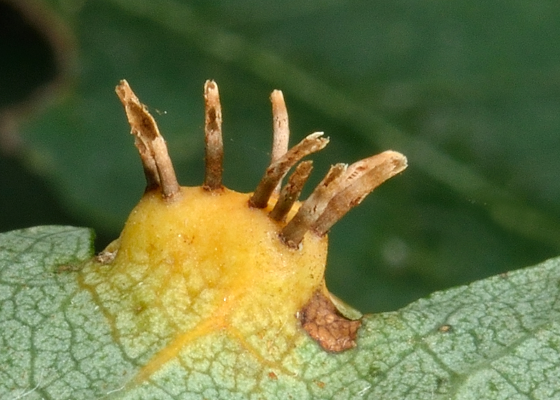 Gymnosporangium cornutum (door Ab H. Baas)