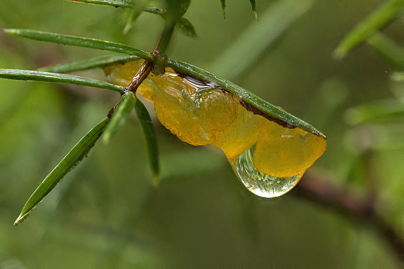 Gymnosporangium cornutum (door Menno Boomsluiter)