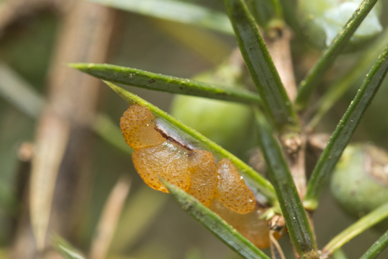 Gymnosporangium cornutum (door Menno Boomsluiter)