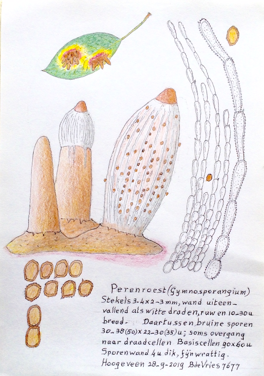 Gymnosporangium sabinae (door Bernhard de Vries)