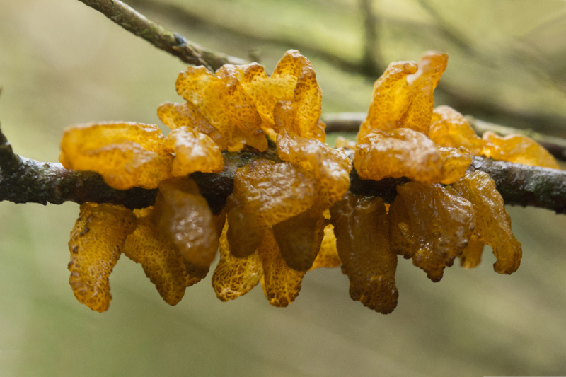 Gymnosporangium sabinae (door Menno Boomsluiter)