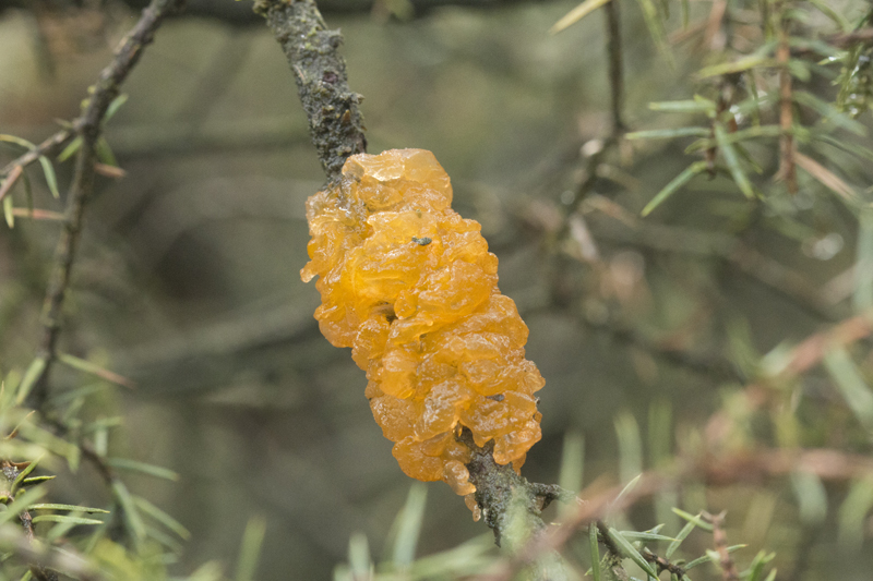 Gymnosporangium tremelloides (door Menno Boomsluiter)