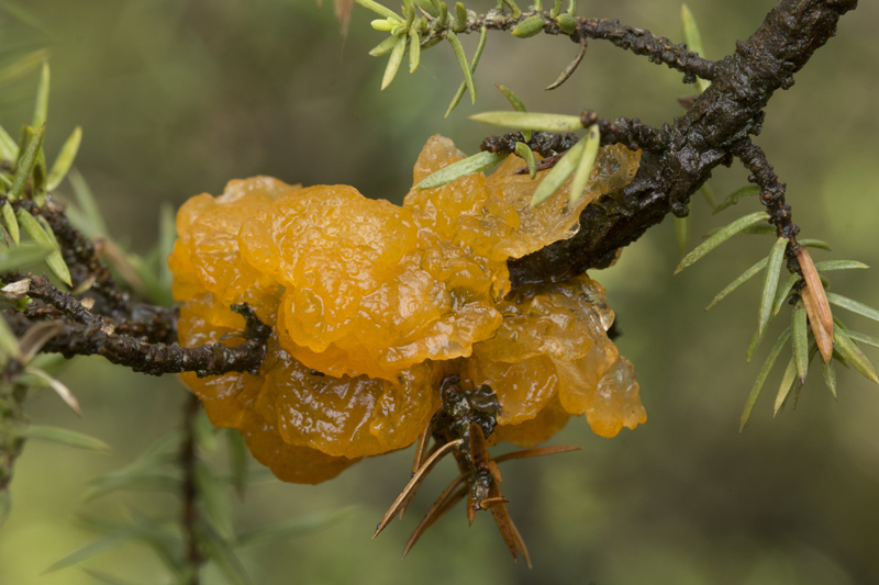 Gymnosporangium tremelloides (door Menno Boomsluiter)