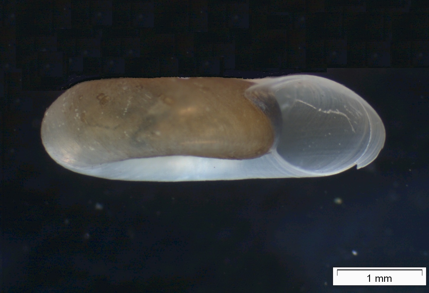 Gyraulus laevis (door David Tempelman)