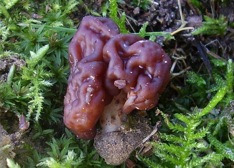 Gyromitra esculenta (door Cees Roobeek)