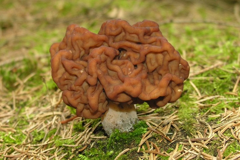 Gyromitra esculenta (door Robbert Vlagsma)