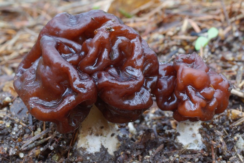 Gyromitra esculenta (door Gio van Bernebeek)