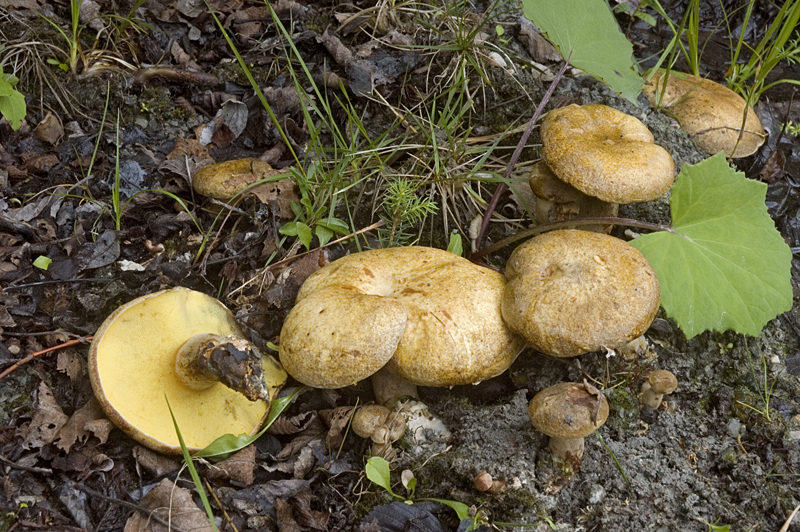 Gyrodon lividus (door Nico Dam)