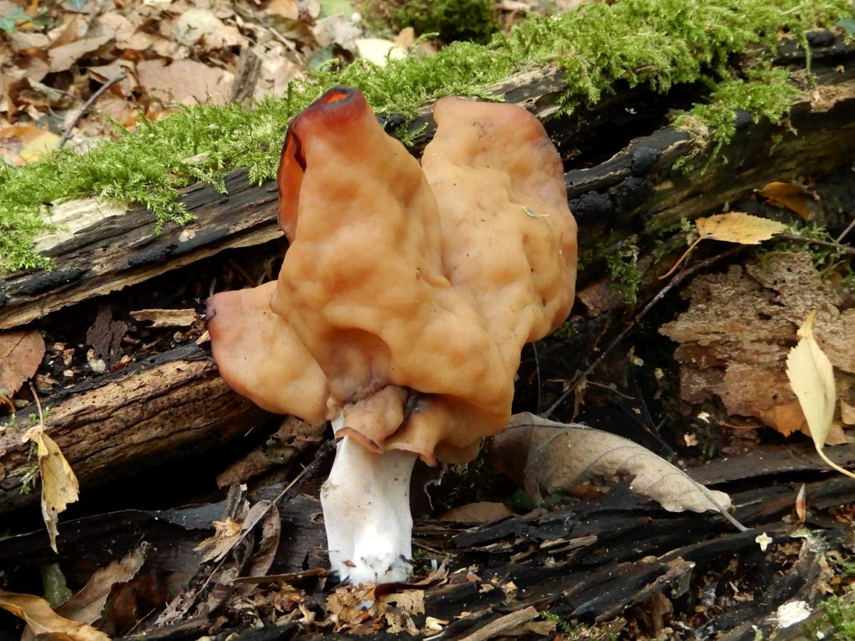 Gyromitra infula (door Marian Jagers)