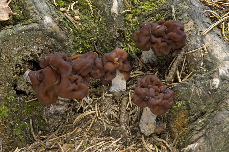 Gyromitra esculenta (door Nico Dam)