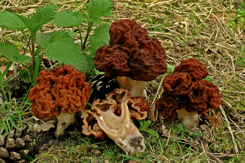 Gyromitra esculenta (door Henk Huijser)