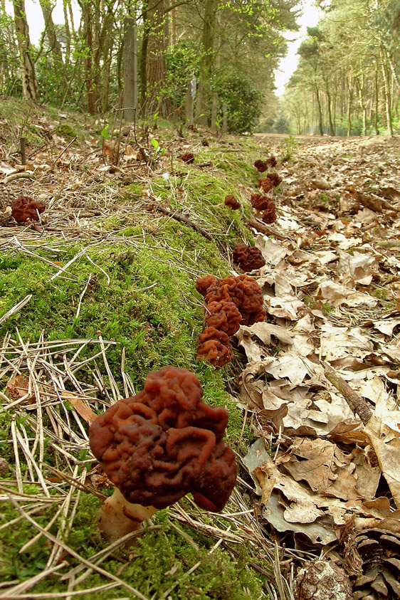 Gyromitra esculenta (door Henk Huijser)