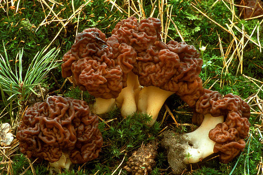 Gyromitra esculenta (door Henk Huijser)