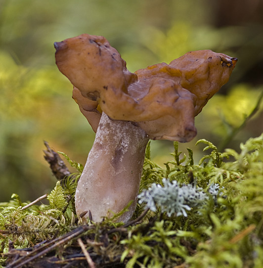 Gyromitra infula (door Nico Dam)