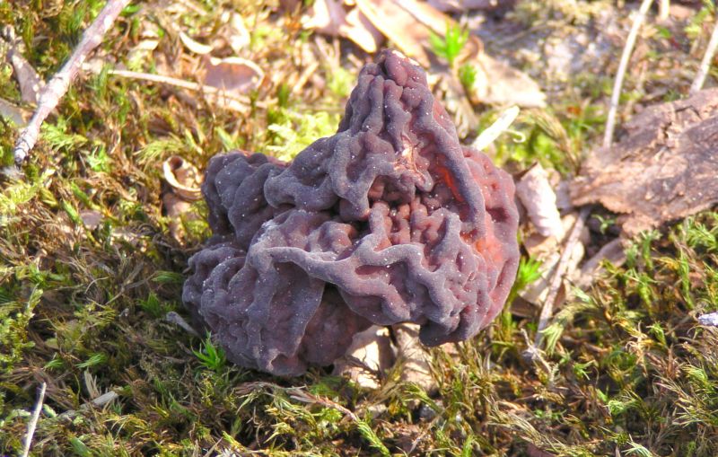 Gyromitra esculenta (door Coby Stapel-van der Zalm)