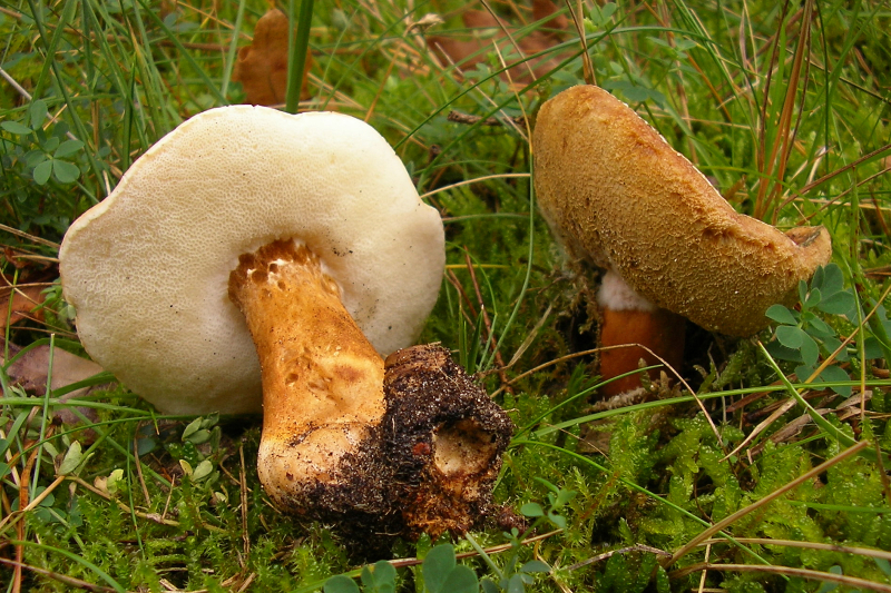 Gyroporus castaneus (door Aldert Gutter)