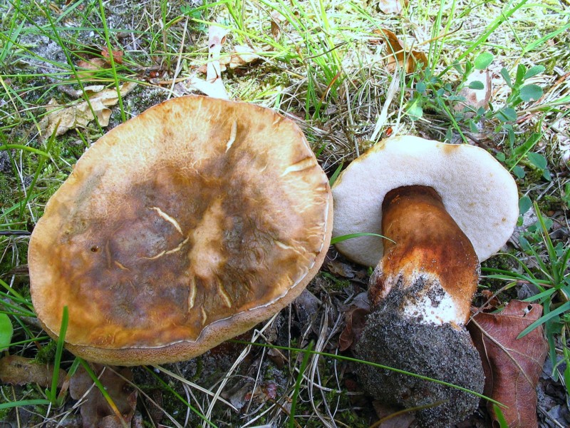 Gyroporus castaneus (door Martijn Oud)