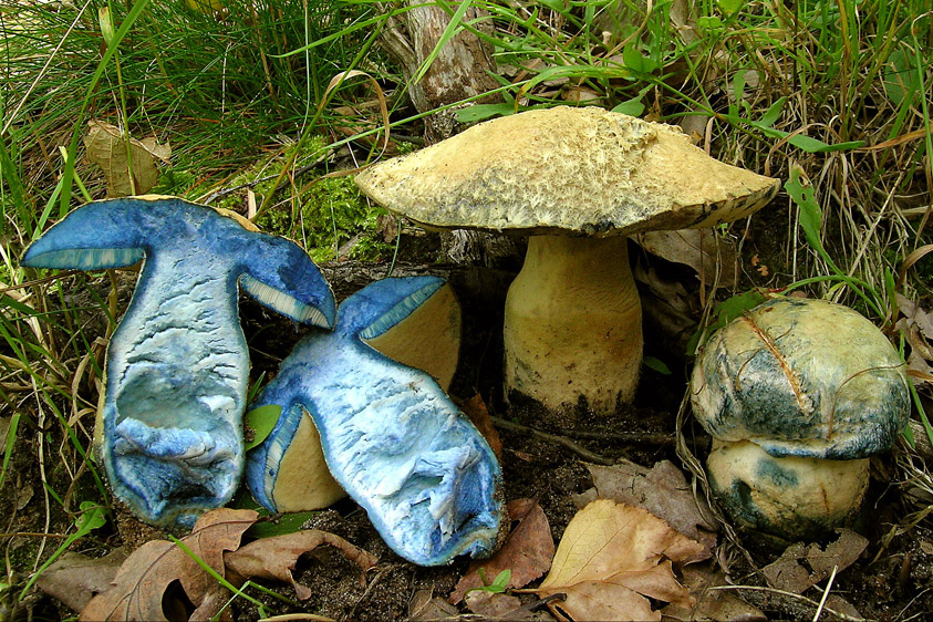 Gyroporus cyanescens (door Henk Huijser)