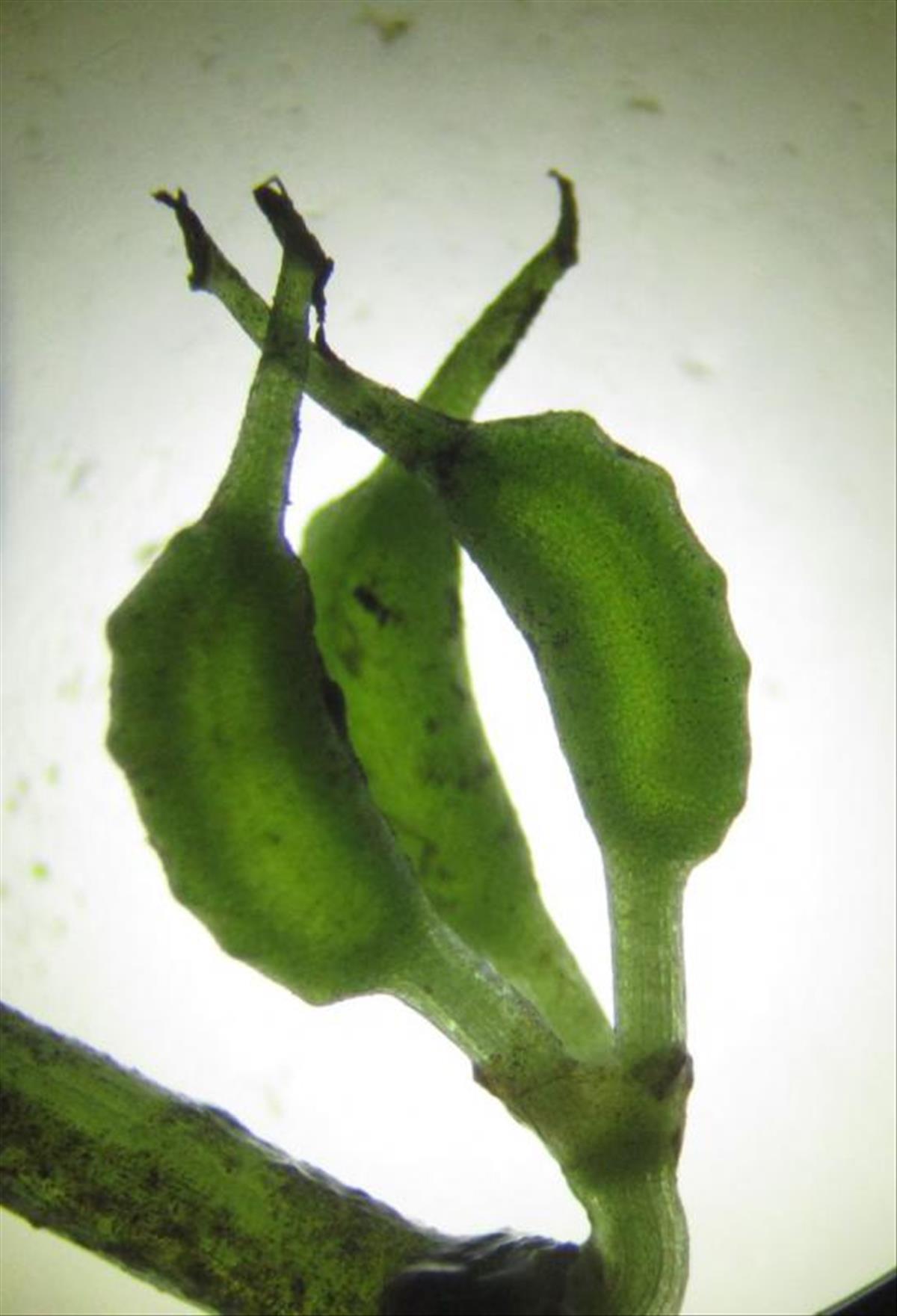 Zannichellia palustris subsp. pedicellata (door Wim Langbroek)