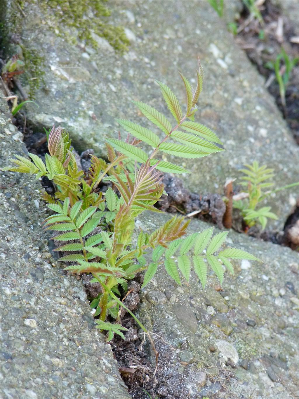Sorbaria sorbifolia (door Willemien Troelstra)