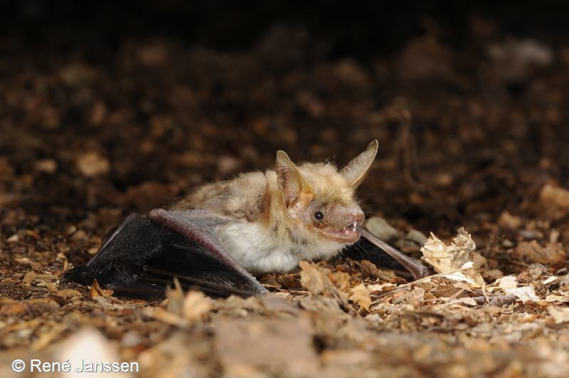 Myotis myotis (door René Janssen)