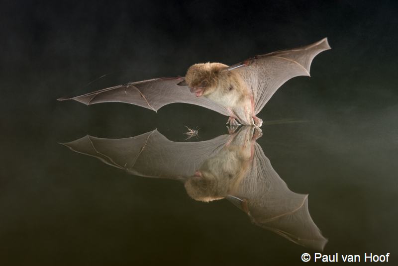 Myotis daubentonii (door Paul van Hoof)