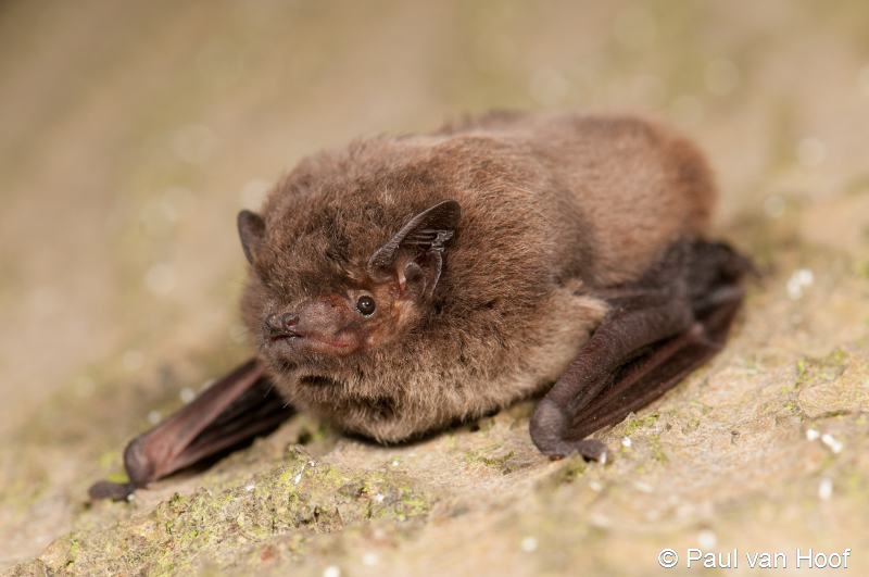 Pipistrellus nathusii (door Paul van Hoof)