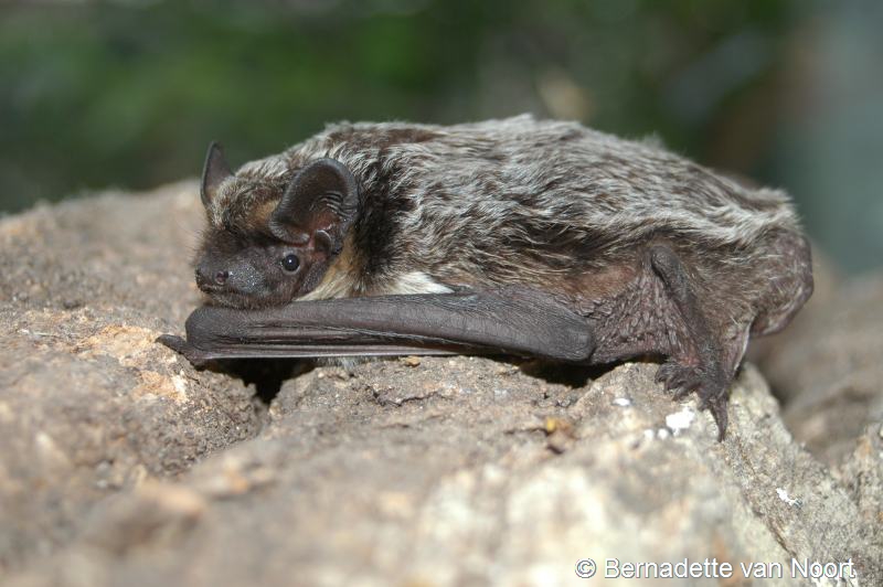 Vespertilio murinus (door Bernadette van Noort)