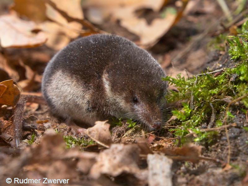 Sorex coronatus (door Rudmer Zwerver)