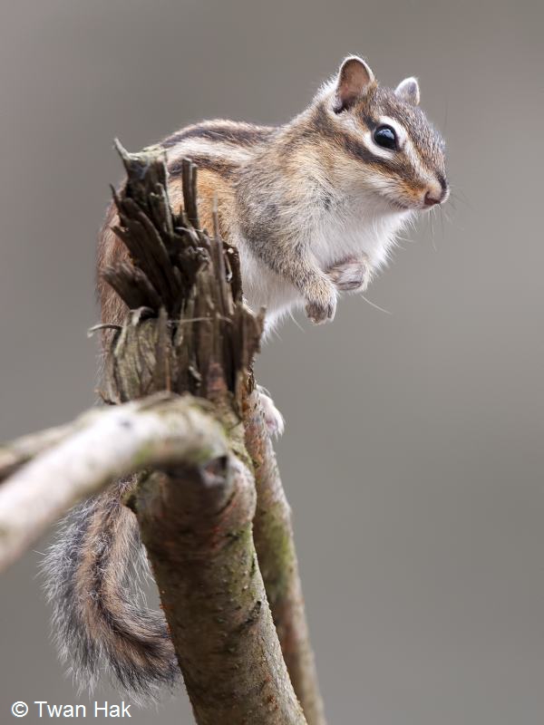 Tamias sibiricus (door Twan Hak)