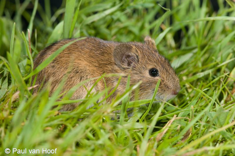 Microtus arvalis (door Paul van Hoof)