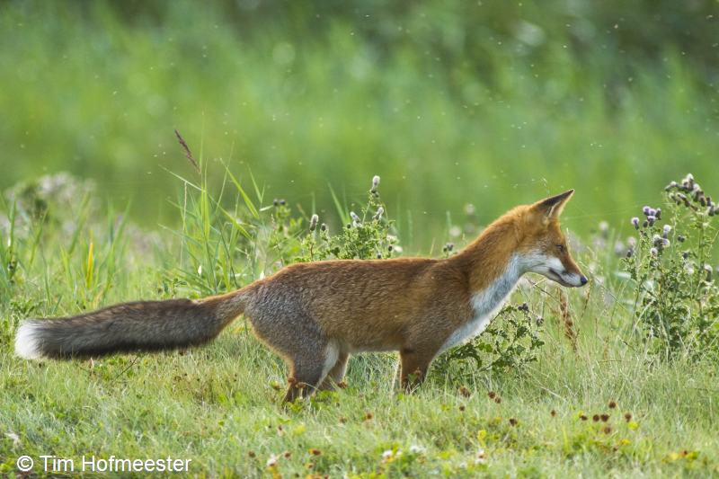 Vulpes vulpes (door Tim Hofmeester)