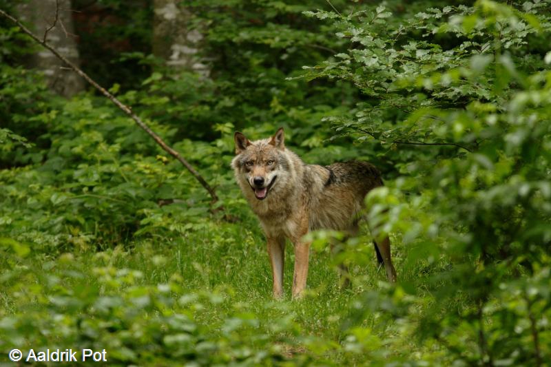 Canis lupus (door Aaldrik Pot)