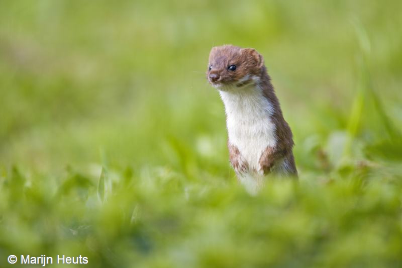 Mustela nivalis (door Marijn Heuts)