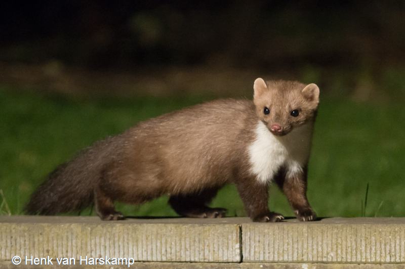 Martes foina (door Henk van Harskamp)