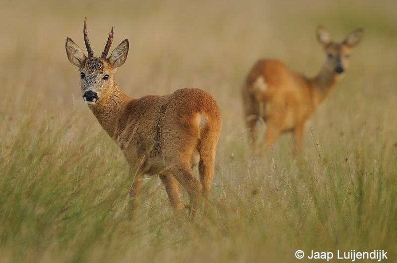 Capreolus capreolus (door Jaap Luijendijk)