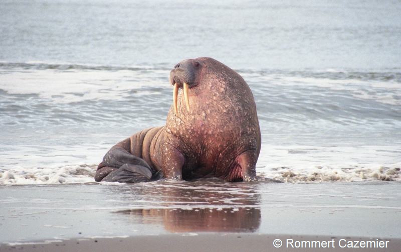 Odobenus rosmarus (door Rommert Cazemier)