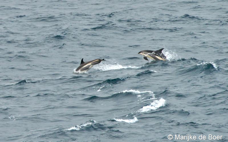 Lagenorhynchus acutus (door Marijke de Boer)