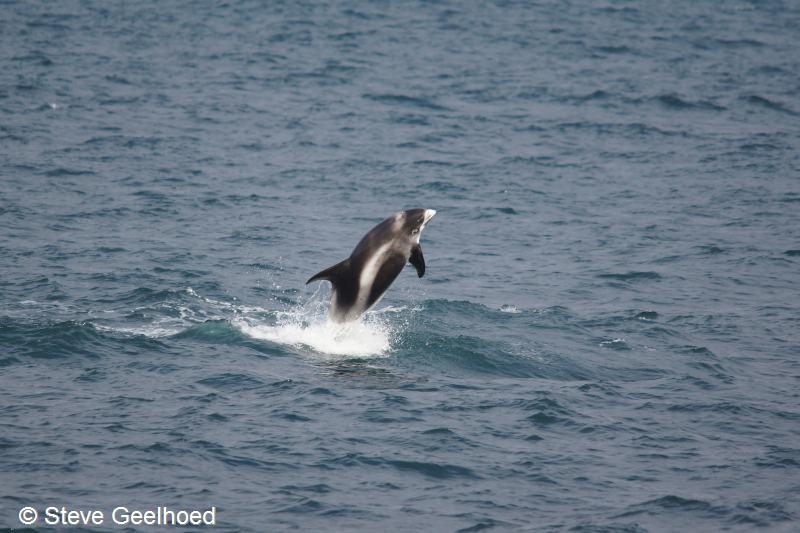 Lagenorhynchus albirostris (door Steve Geelhoed)