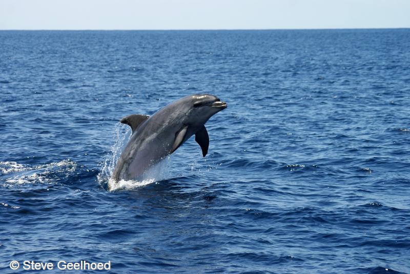 Tursiops truncatus (door Steve Geelhoed)