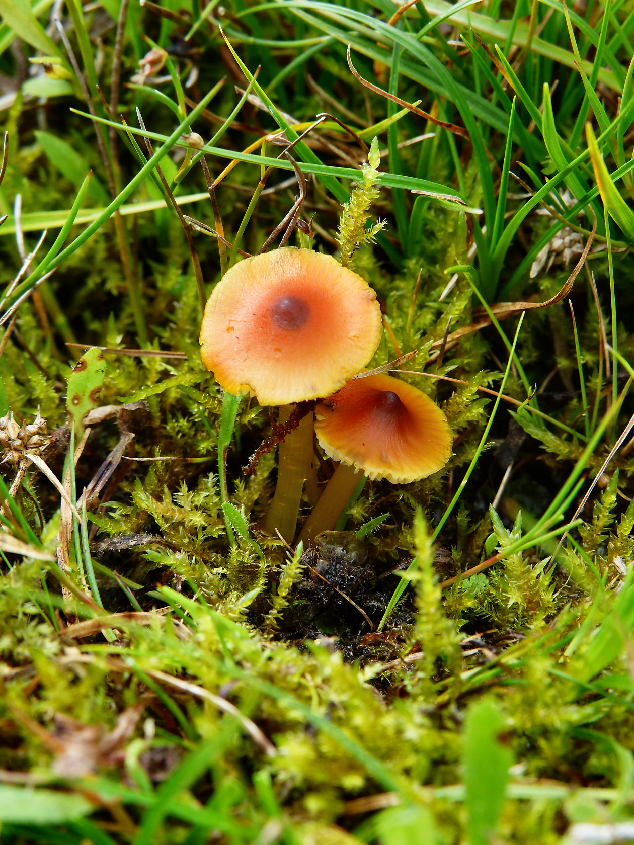 Hygrocybe conica var. conicopalustris (door André Houter)