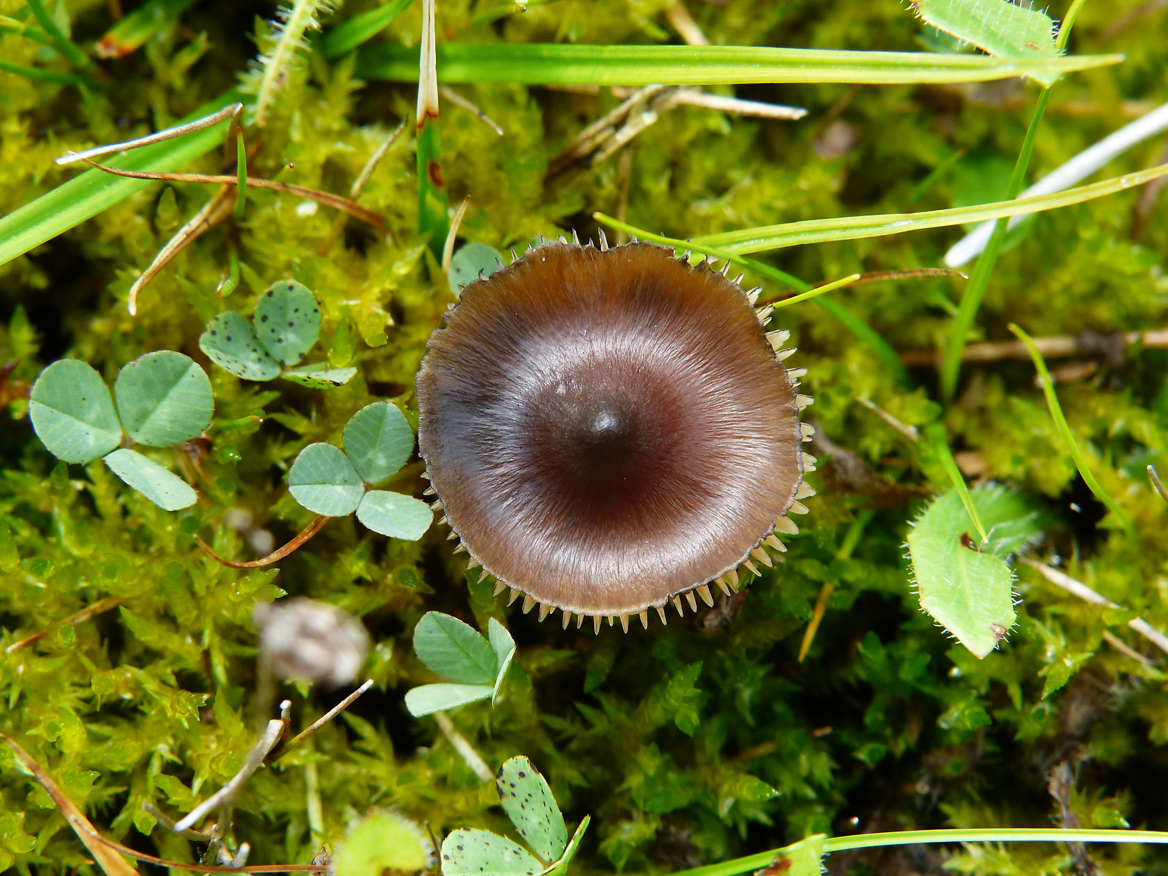 Hygrocybe conica var. conicopalustris (door André Houter)